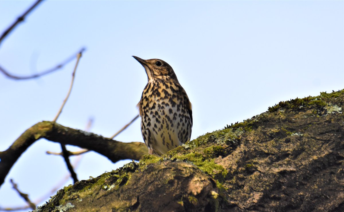 Always nice to hear song thrushes singing at this time of year; one sweet phrase, followed quickly by another, before moving onto the next. This wee beauty down by the River Devon yesterday #Clackmannanshire