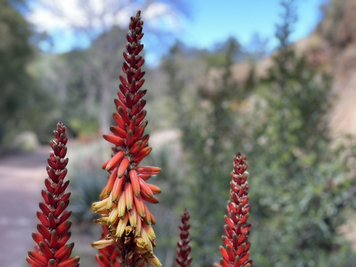 jessedcarr's tweet photo. Spent the day @BoyceThompson. I always marvel at the beauty of the Arizona landscape, these pictures do not do justice to the stunning plants #BoyceThompson has worked hard to bring in from across the world. https://t.co/WLIdxfmEcN