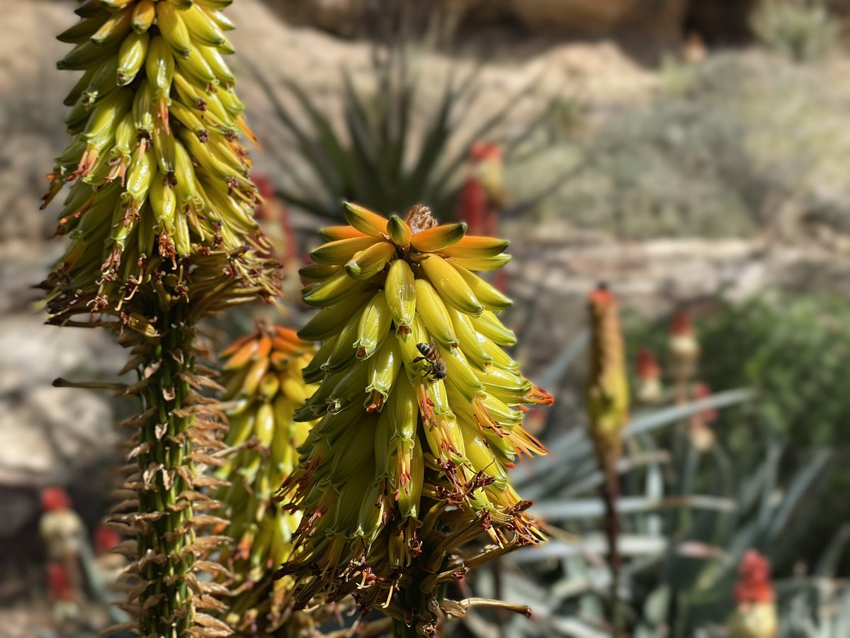 jessedcarr's tweet photo. Spent the day @BoyceThompson. I always marvel at the beauty of the Arizona landscape, these pictures do not do justice to the stunning plants #BoyceThompson has worked hard to bring in from across the world. https://t.co/WLIdxfmEcN