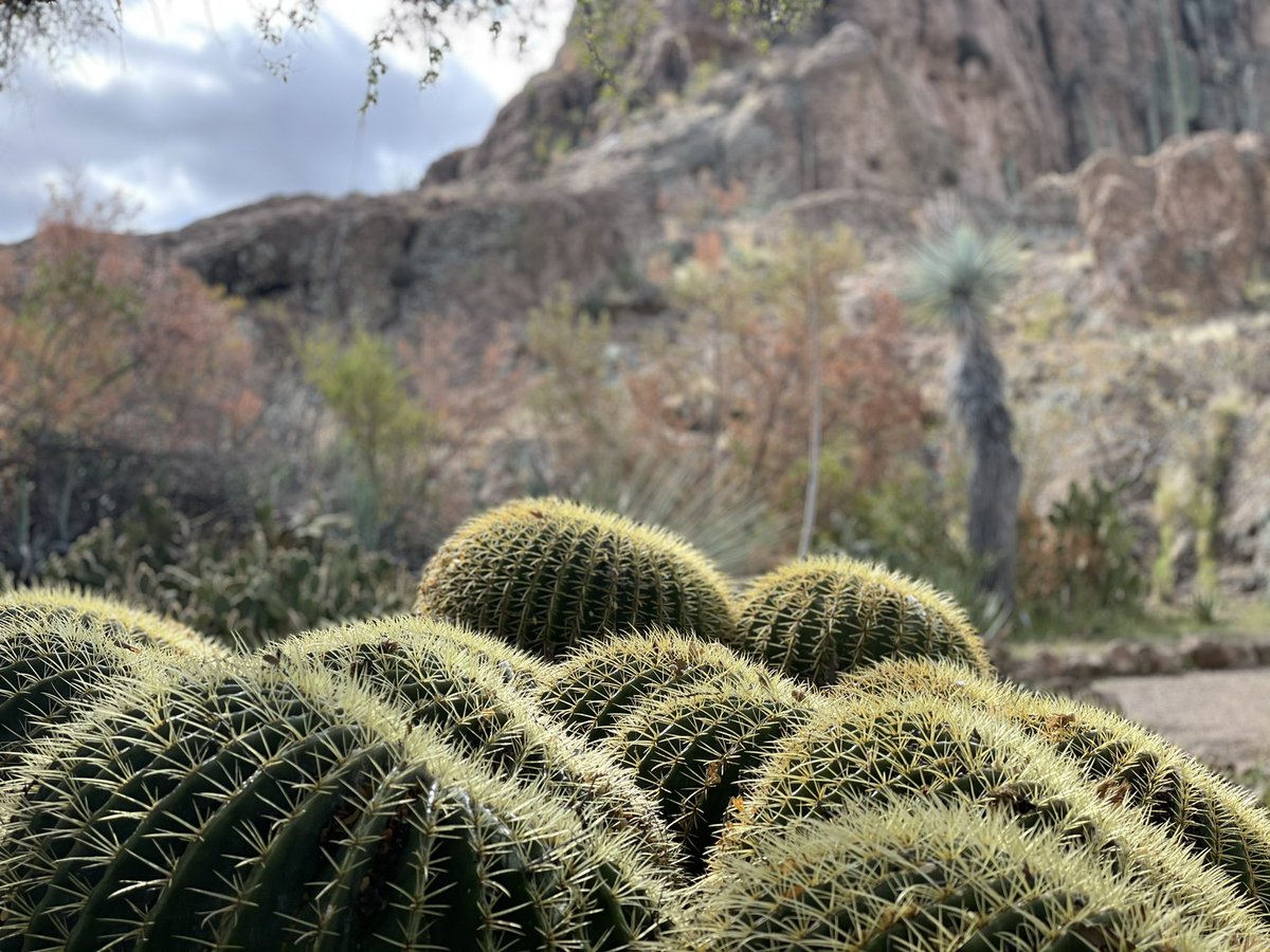 jessedcarr's tweet photo. Spent the day @BoyceThompson. I always marvel at the beauty of the Arizona landscape, these pictures do not do justice to the stunning plants #BoyceThompson has worked hard to bring in from across the world. https://t.co/WLIdxfmEcN