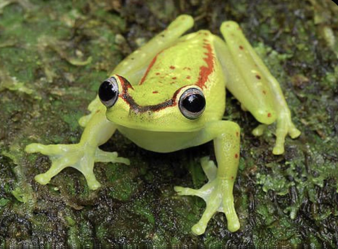 strawberry_kat_'s tweet photo. pretty little frogs <3 https://t.co/Ef1DztzY81