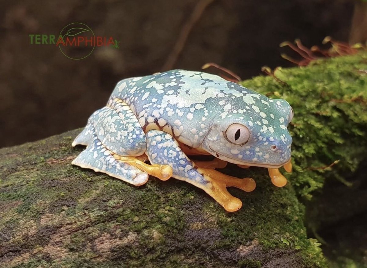 strawberry_kat_'s tweet photo. pretty little frogs <3 https://t.co/Ef1DztzY81