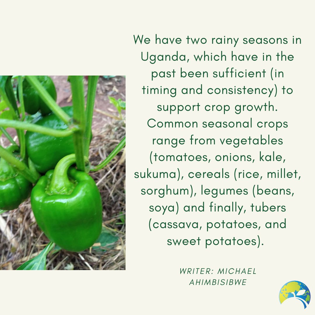 RealFoodSystems's tweet photo. Youth Ambassador @ahimbisibwem1 gives key insight into the key factors of seasonal produce in Uganda! 

#seasonal #foodsystems #climateaction #uganda

📷 @ahimbisibwem1 https://t.co/9qmcISiMe8