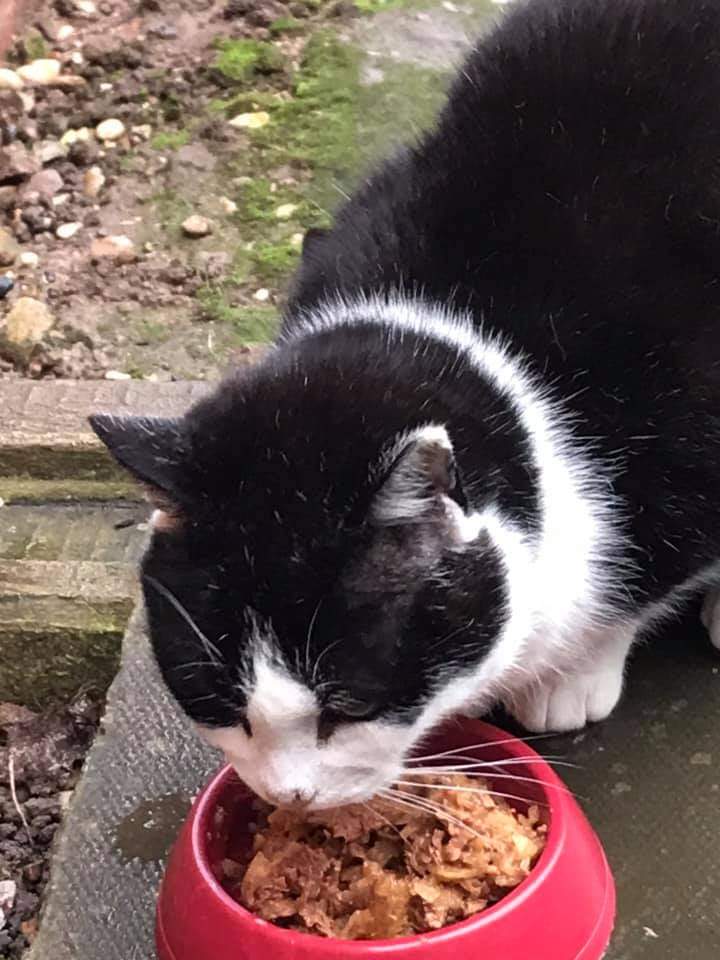 AlanDaffern's tweet photo. #Felix (aka Batman) has been #Missing since Tuesday 09 March 2021 from #Middlehill #WestMidlands #WV10. He's #Blind so normally keeps within 2 gardens, so this is very out of character for him. He will be disoriented if in an unfamiliar environment.
https://t.co/XosiOr5oGs  #lost https://t.co/kqfKjIqA1D