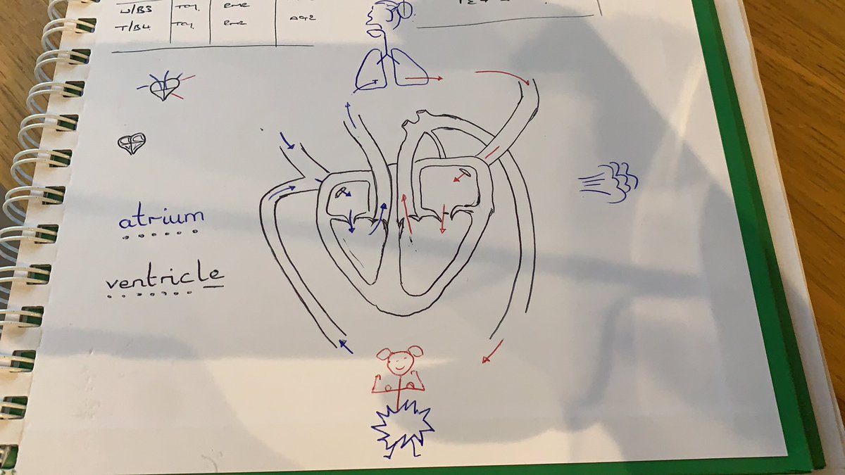 MrMellorPE's tweet image. “Daddy, what did you teach today? Can you teach me?” Yeah so here is the passage of blood flow and remember to learn how to spell it with your phonics...
#PEparent