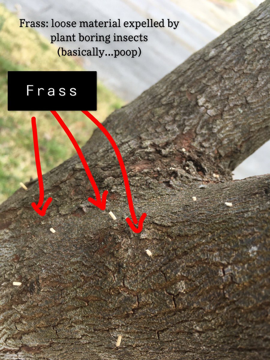 MSBugBlues's tweet photo. To the well-trained eyes, very subtle signs can be telling about invasives! Here’s an example of granulate ambrosia beetle frass, a small indicator of the small but highly damaging insect species.
#MSBugBlues #InvasiveInsects #Frass https://t.co/gdi6JHDg87