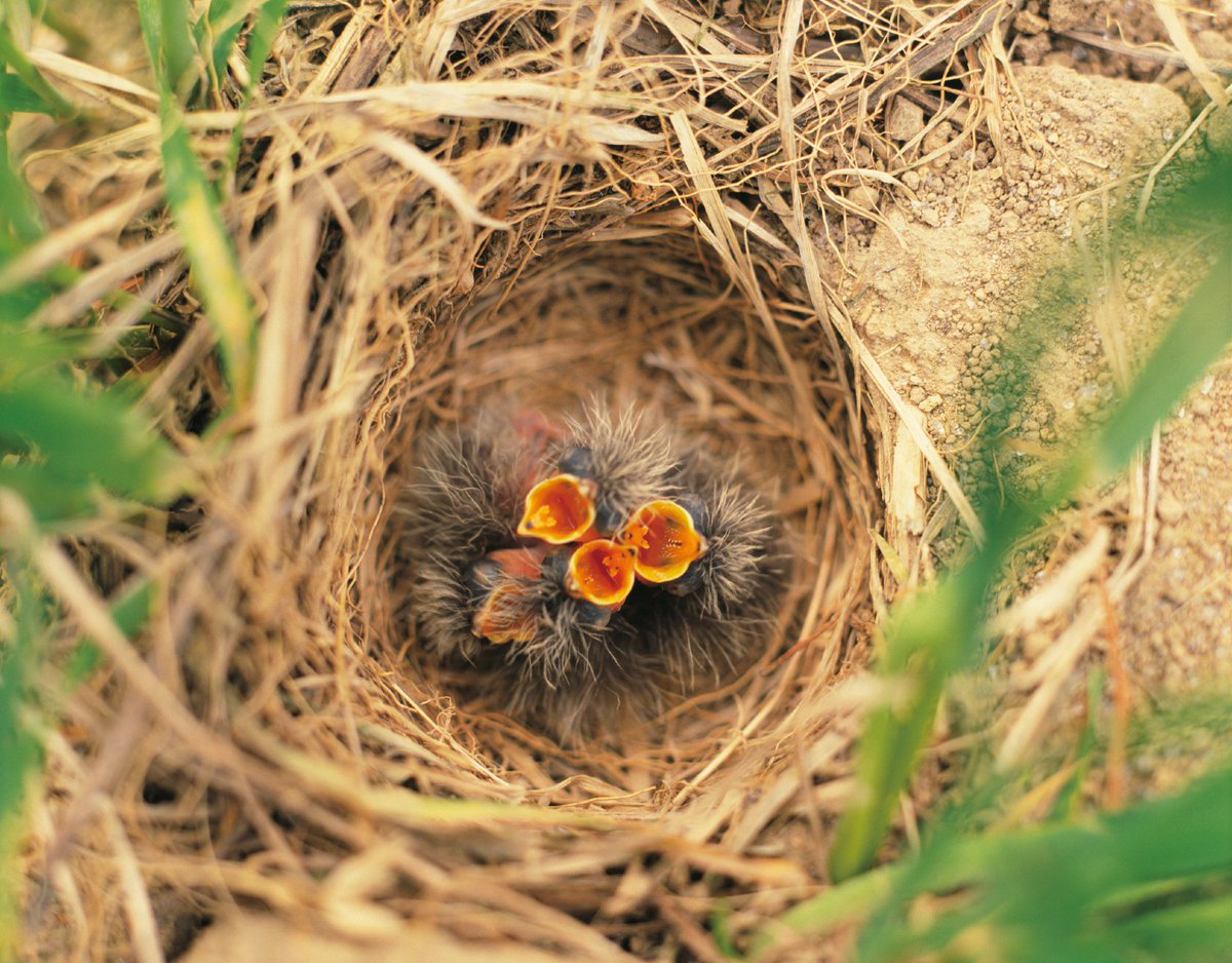 Bird breeding season has begun. It's important we all take care to keep ground nesting birds like skylarks safe when walking in the countryside. 🚶 Stick to the main paths 🐕 Keep dogs on a short lead 🐣 Watch out for nests 💚 Treat nature with respect #RespectProtectEnjoy