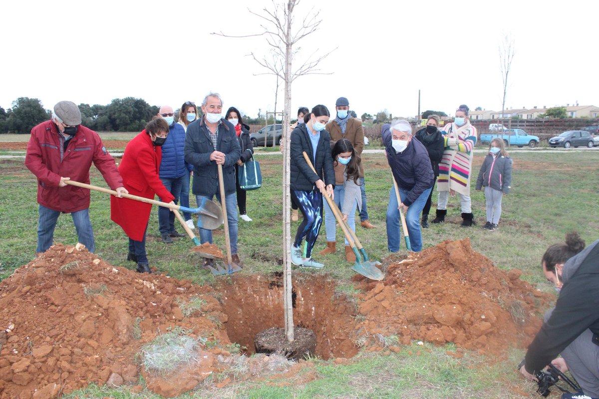 GuyLauret's tweet image. Dotation du Conseil Départemental: arrivée de 46 sujets supplémentaires dans le cadre de l opération #8000arbres Complexe sportif et Cadoule les accueilleront avec plaisir  #ombrage #ecologiepositive #captagedeCO2 #biodiversite @FabriceMaireAdj  @AlexVergnes @LMRHerault