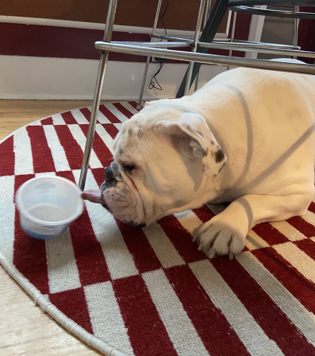 Norman would like all of his pals to know that he got a not-yet-empty yogurt container this morning 🤪