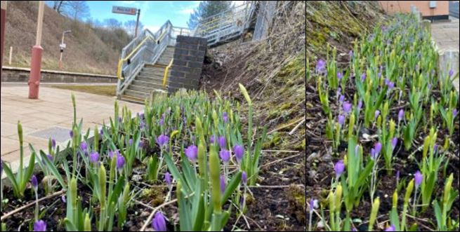 #PurpleforPolio campaign is blooming along our railway line
rotary-ribi.org/clubs/page.php…
Last autumn @FriendsSLine #communityrail group planted purple crocus corms along the #ShakespeareLine and they are now bursting to life and looking splendid
Thanks to @Fradgie for the picture