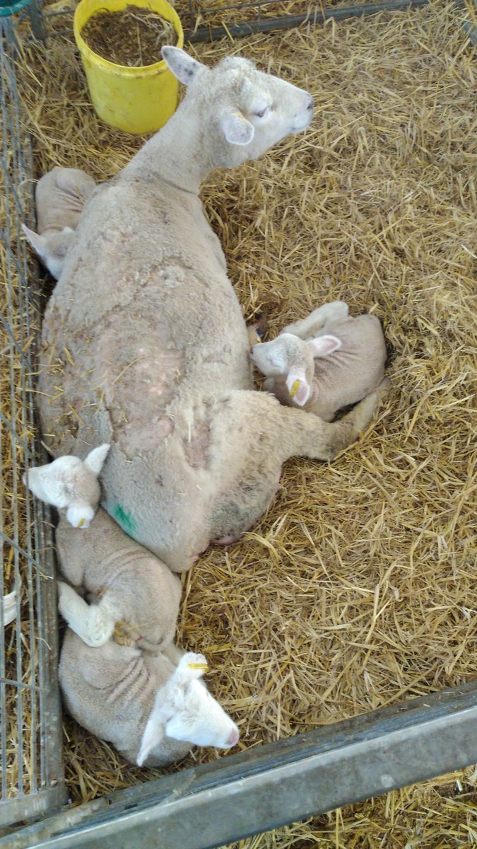 Shepherd Ryan tweet media