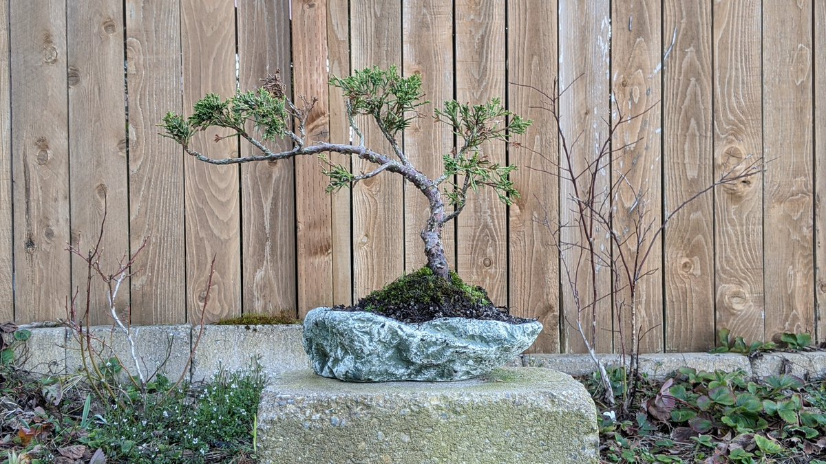 Bonsai #1     Shots from 2019, 2020, 2021