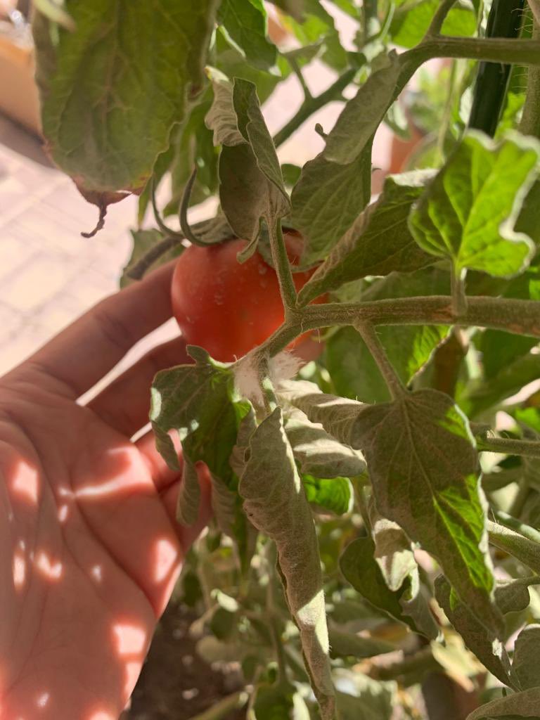 aysha_school's tweet photo. نضج حبات الطماطم من مزرعه مدرسه عائشة بنت ابي بكر الثانوية بنات #QBGfoodsecurity https://t.co/yYhMdAPomG