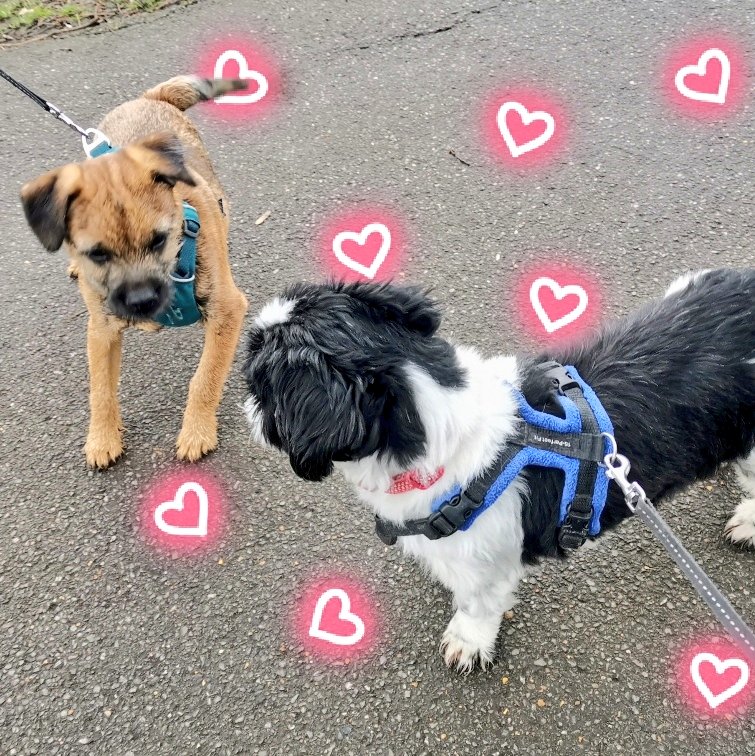 flukyvegan's tweet photo. Proud I've completed day 1/30 of #StepsForPets 👟that's 10,000 steps I've done today 😊. Pretty good for a lazy potato.

Details of how to join in &amp; raise funds for pets in need  @The_Blue_Cross 😺🐕🐇🐭 ➡️https://t.co/jyqYuyG2qV

#dogsoftwitter
#CatsOnTwitter
#Vegan https://t.co/SEIieCfZzt