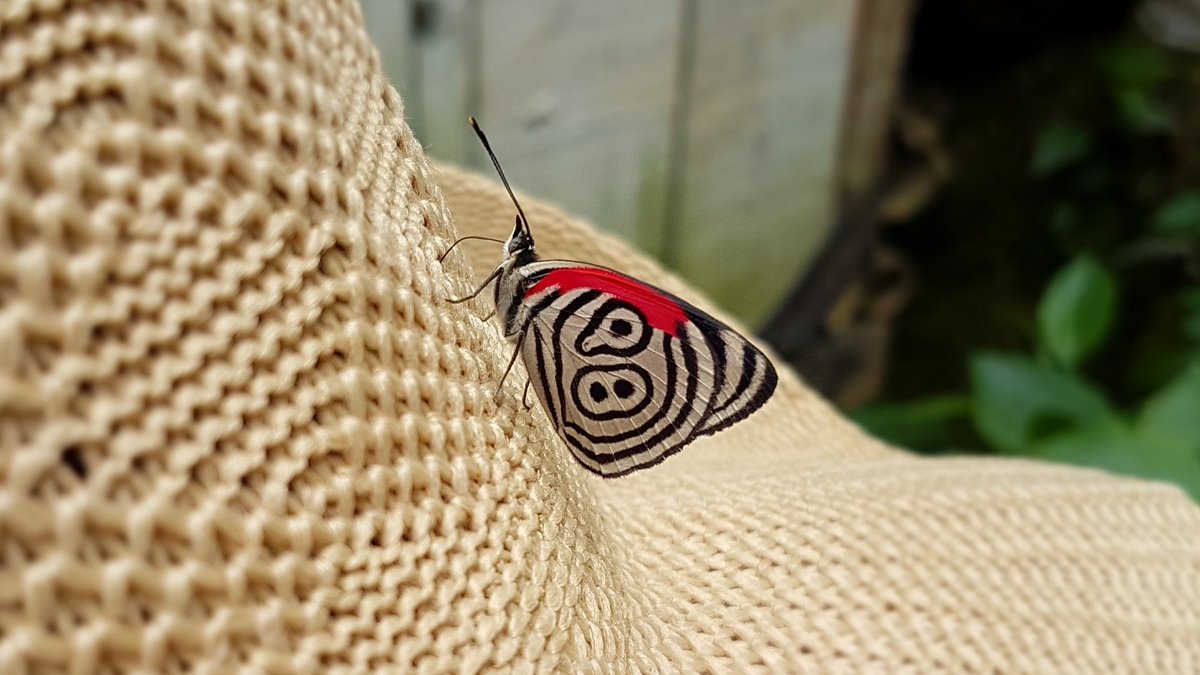 DrBananaGarcia's tweet photo. It's never late for another #MondayInsect.
What is this? Wrong answers only
#lepidoptera #MondayInsects #insecta #Diaethria #phlogea https://t.co/tB2EY1YB8f