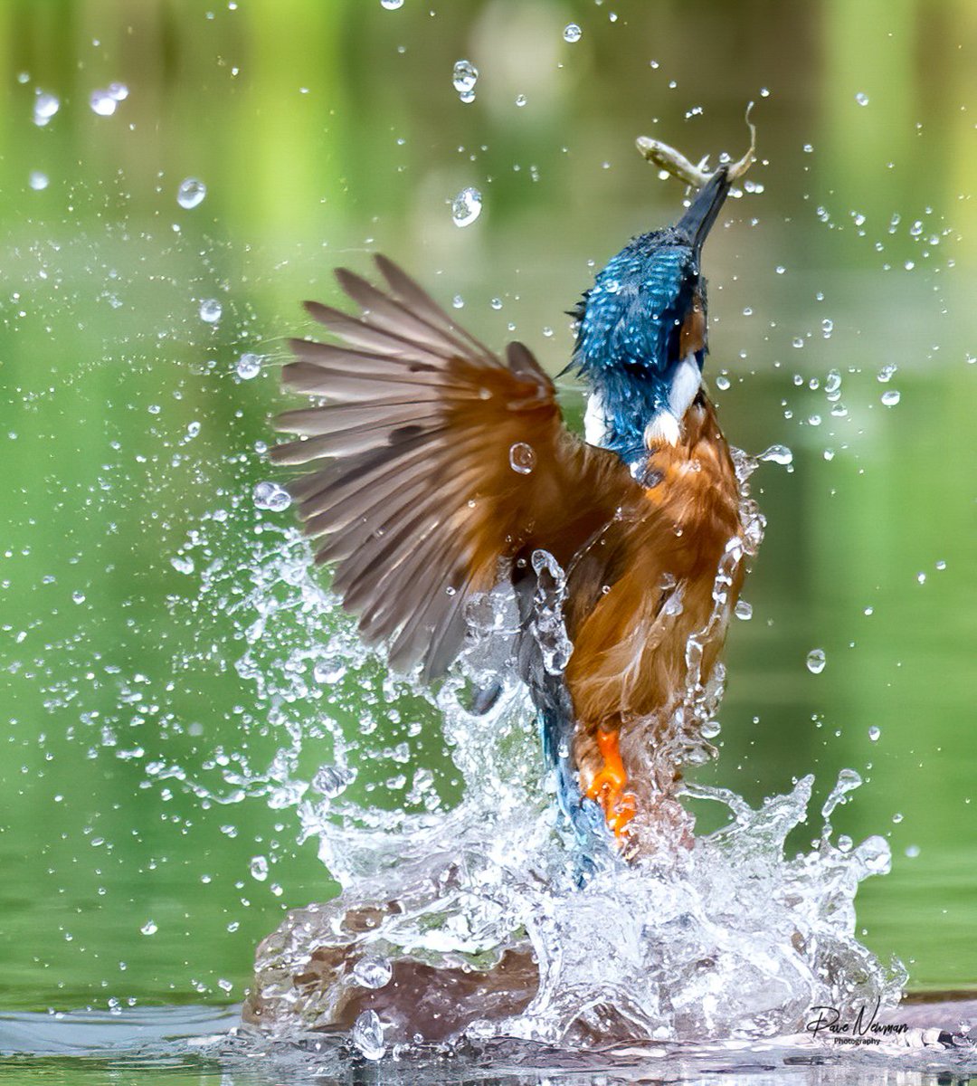 DaveSpherical's tweet image. Good #evening to all my #TwitterFriends and #twitterfamily including all from the #uk and #GreatBritain the rise of the #kingfisher with his catch, incredible #water #explosion #bird #birds #fastandfurious #birdphotography #SonyAlpha #lincsconnect #lincolnshire #colours