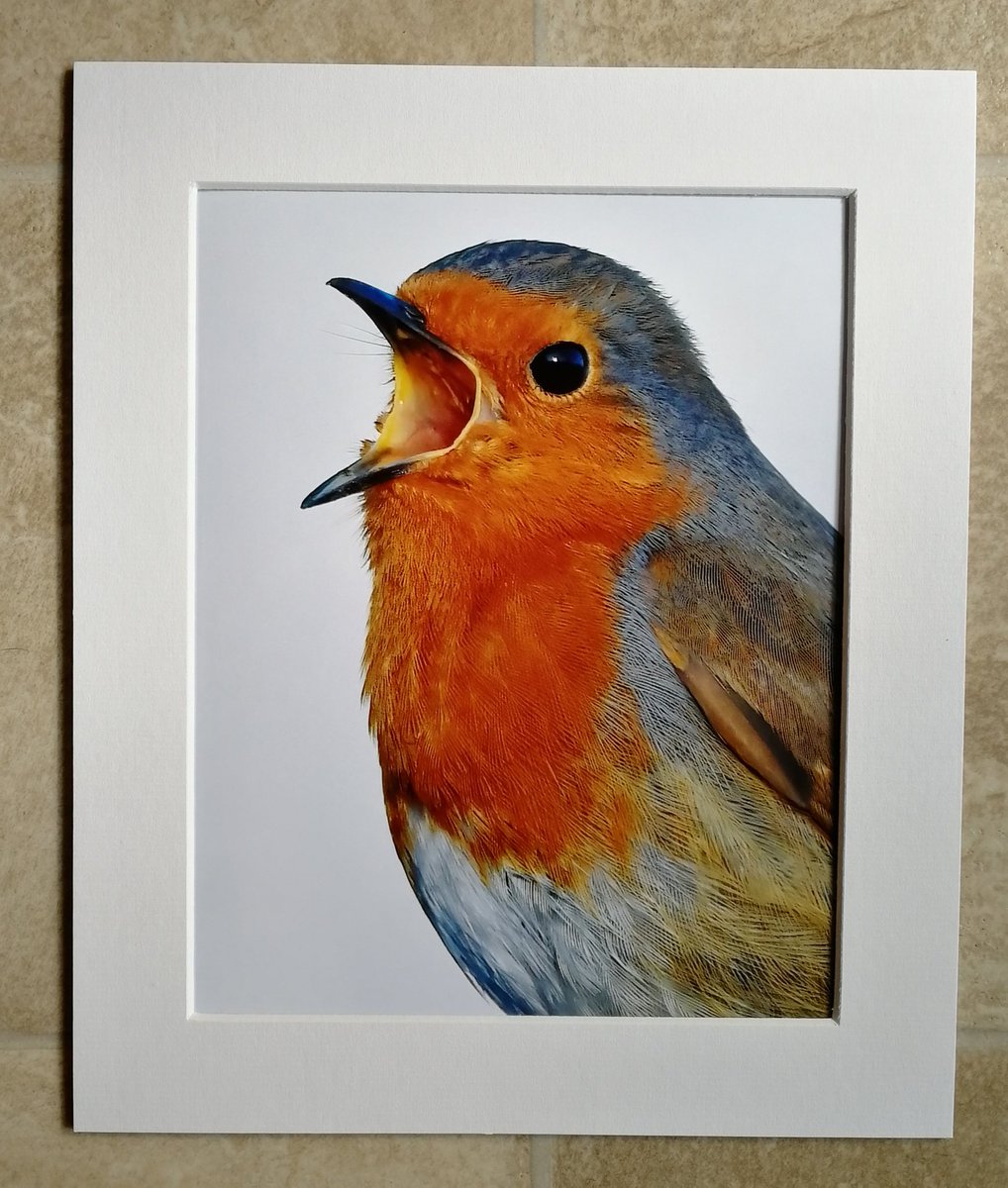 'Singing Robin portrait'10x8 mounted print. You can buy it here; https://www.carlbovis.com/product-page/singing-robin-portrait-10x8-mounted-print 