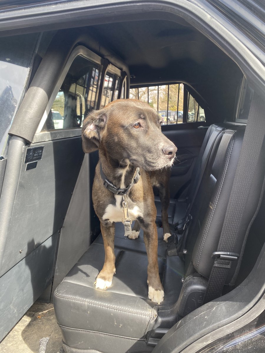 FOUND DOG
Officers located a brown lab on Wallingford Rd in South Euclid. It looks like he chewed through his collar. If this is your dog please come pick him up at SEPD