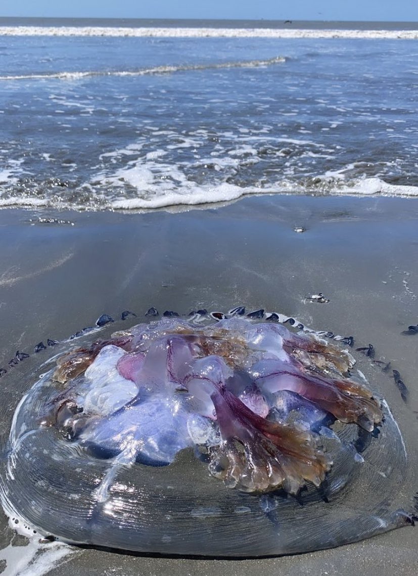 rubenyee's tweet photo. Cuando el agua se pone fria llega todo tipo de animales al mar, jueguen vivo arrastren los pies y no se en metan marea bajisima. Ayer en Chame Banks https://t.co/IZhnJBvPax
