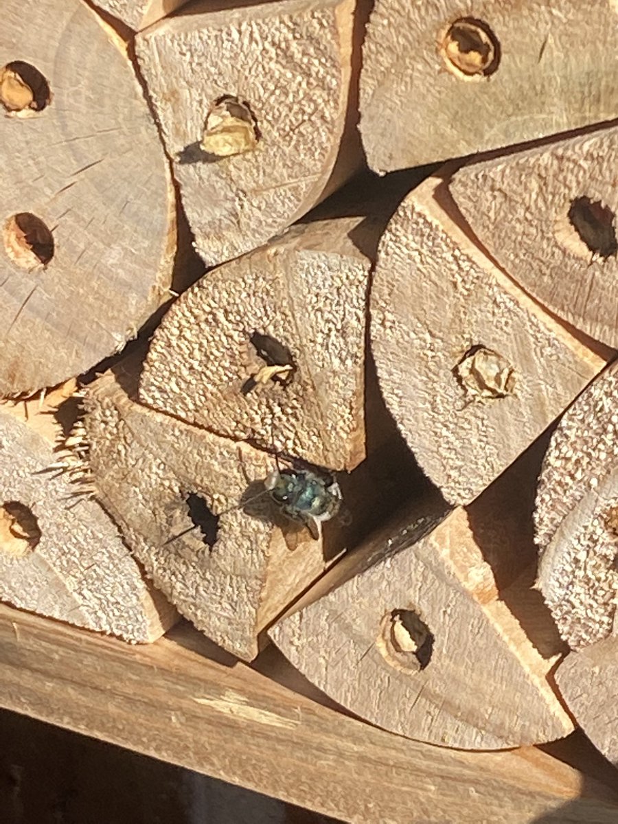 #nativebees are making their appearance in my #garden this week. This is a Blue Orchid Mason Bee. Could it’s name be any cooler!?!? More info about it on my Insta.