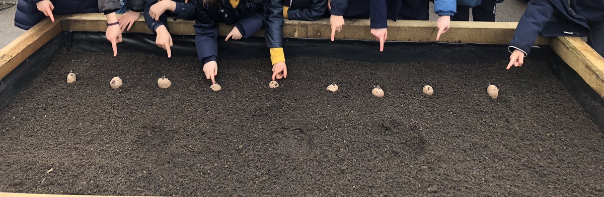 On Friday, Year 2 planted two varieties of early potatoes- Red Duke of York &amp; Rocket. We took compost out of the raised bed and will add it again once the plants start to grow. 🥔💚<a href="/BelmontSchoolW4/">Belmont School W4</a> <a href="/FieldCompostLtd/">Field Compost</a>