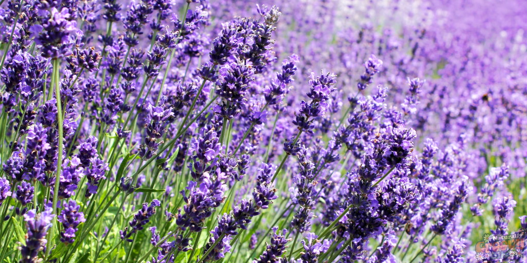 GroovyOils's tweet photo. Versatile and well-known, Lavender essential oil is gentle, comforting, and calming. Discover all the reasons to love Lavender essential oil in our latest blog!  #naturallygroovyoils #essentialoilblends #lavender

📖 Read the Blog
https://t.co/egezj0IvKk https://t.co/pDgNxyFouK