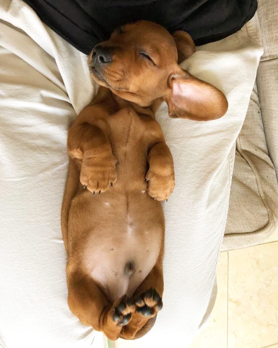 salsichinhas's tweet photo. Esse buchinho 🥺😭 https://t.co/c28m17TfwR