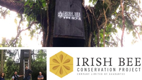 IrishBeeCP's tweet image. Please help us replace lost habitats for wild bee species! If you cannot afford to contribute then you can still help by sharing this post. 🐝💪

Together we can save our native bees!
buff.ly/3rNU8vD 

#savethebees #biodiversity #sustainability #rewilding