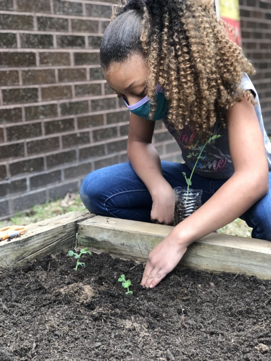 Our fourth graders began growing beans in their classroom as part of their plant unit. Today we moved them into our garden to start collections data on their growth. <a href="/lonniebnelson/">LonnieBNelsonElem</a> <a href="/EmmerGeo/">Ed Emmer</a>