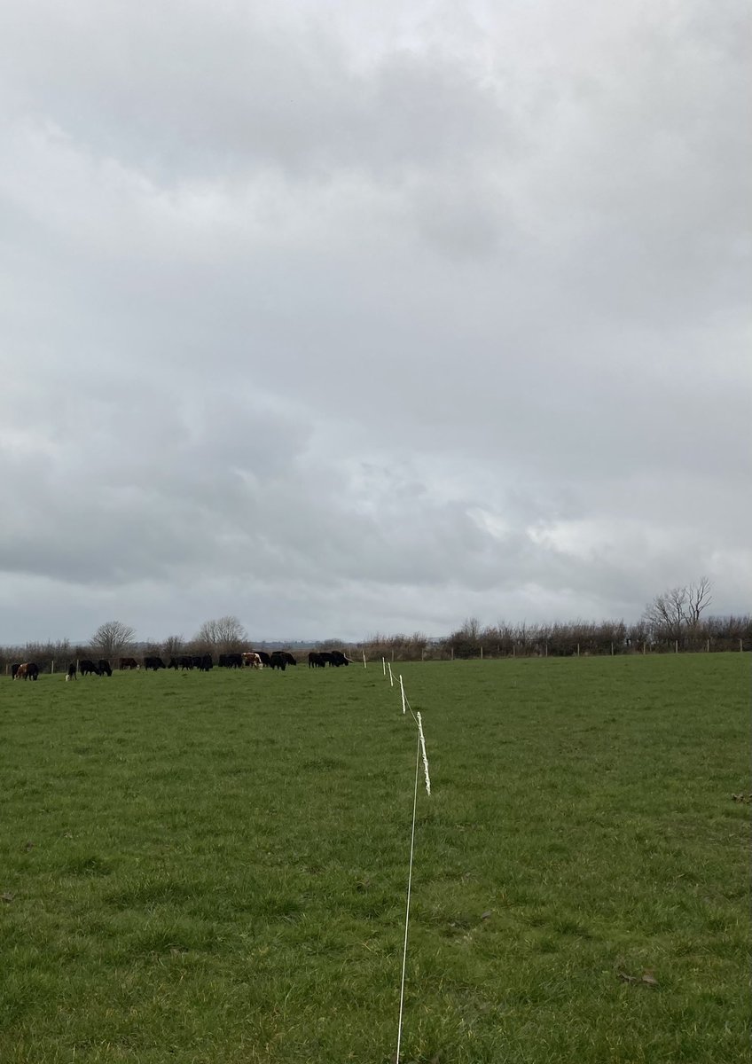 aledpictonevans's tweet photo. Great to have cattle back out harvesting Spring gold after last weeks poor weather βοΈπ±
Effort of on/off grazing well worth it to utilise
Dm 24% ME 12.7 Protein 26.2% #grassfed #dairybeef #superfeed @HybuCigCymru @GrasscheckGB https://t.co/kVFUhP5k3T