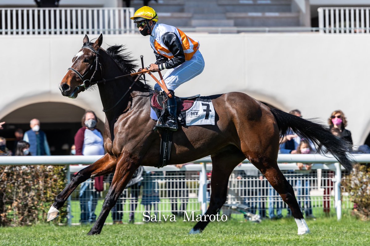 SalvaMaroto3's tweet photo. 7️⃣ GALINDO ➡️ Lightning Moon y Xaluna Bay (Xaar).

- Criador: Zubieta-D. De Alburquerque.
- Propietario: Palco Elama
- Preparador: J.L.Maroto
🏇: Terminó en quinta posición. https://t.co/3MPKEacOeg