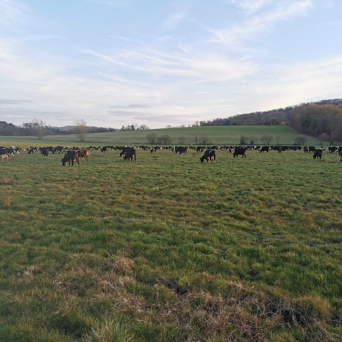 The buildings are going to be quiet tonight....cows outside day and night.
