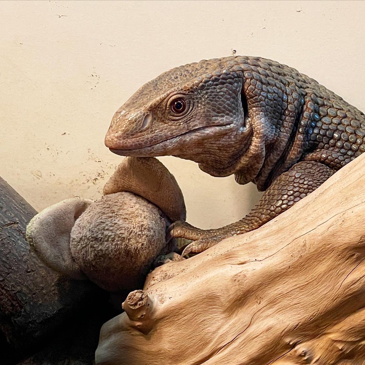 BronwenPhoenix's tweet photo. You never get in the way of a Scaley Potat and his Banan. #savannahmonitorsofinstagram https://t.co/M8tLi4COhX