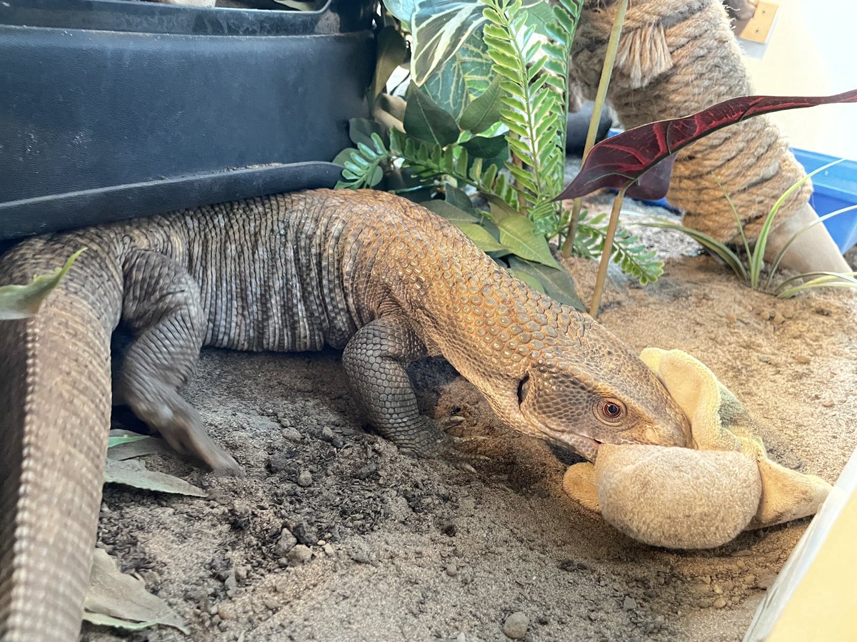 BronwenPhoenix's tweet photo. You never get in the way of a Scaley Potat and his Banan. #savannahmonitorsofinstagram https://t.co/M8tLi4COhX
