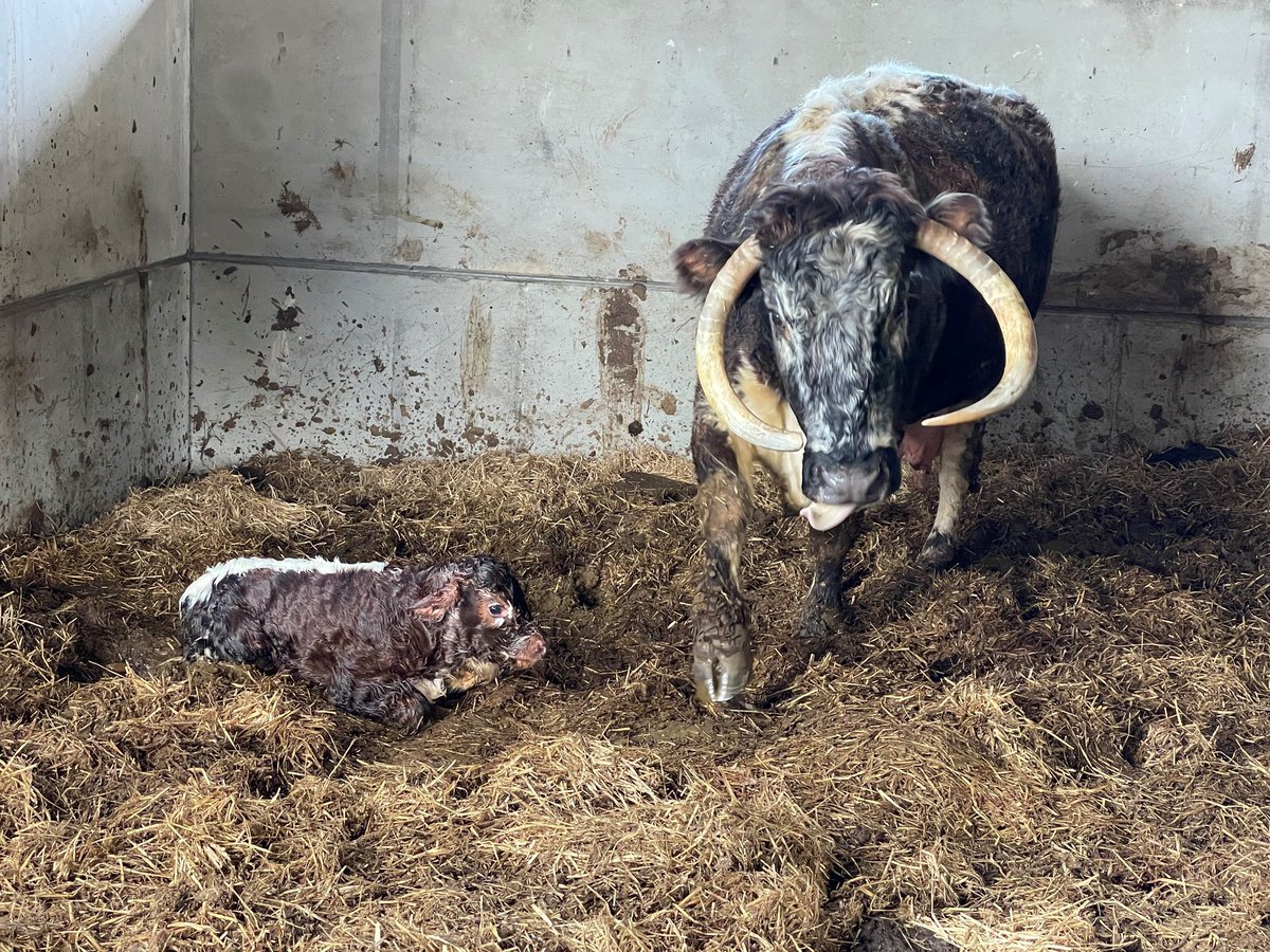 Cornbury House Farm tweet media