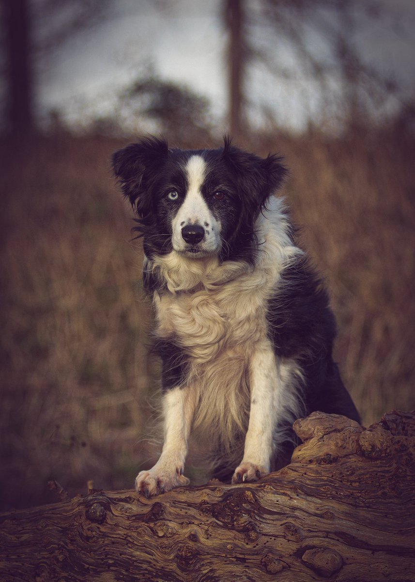 Enviro-Dogs tweet media