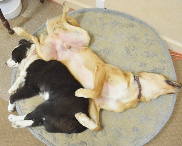 dogshouldnt's tweet photo. https://t.co/rCvAXb4i8n