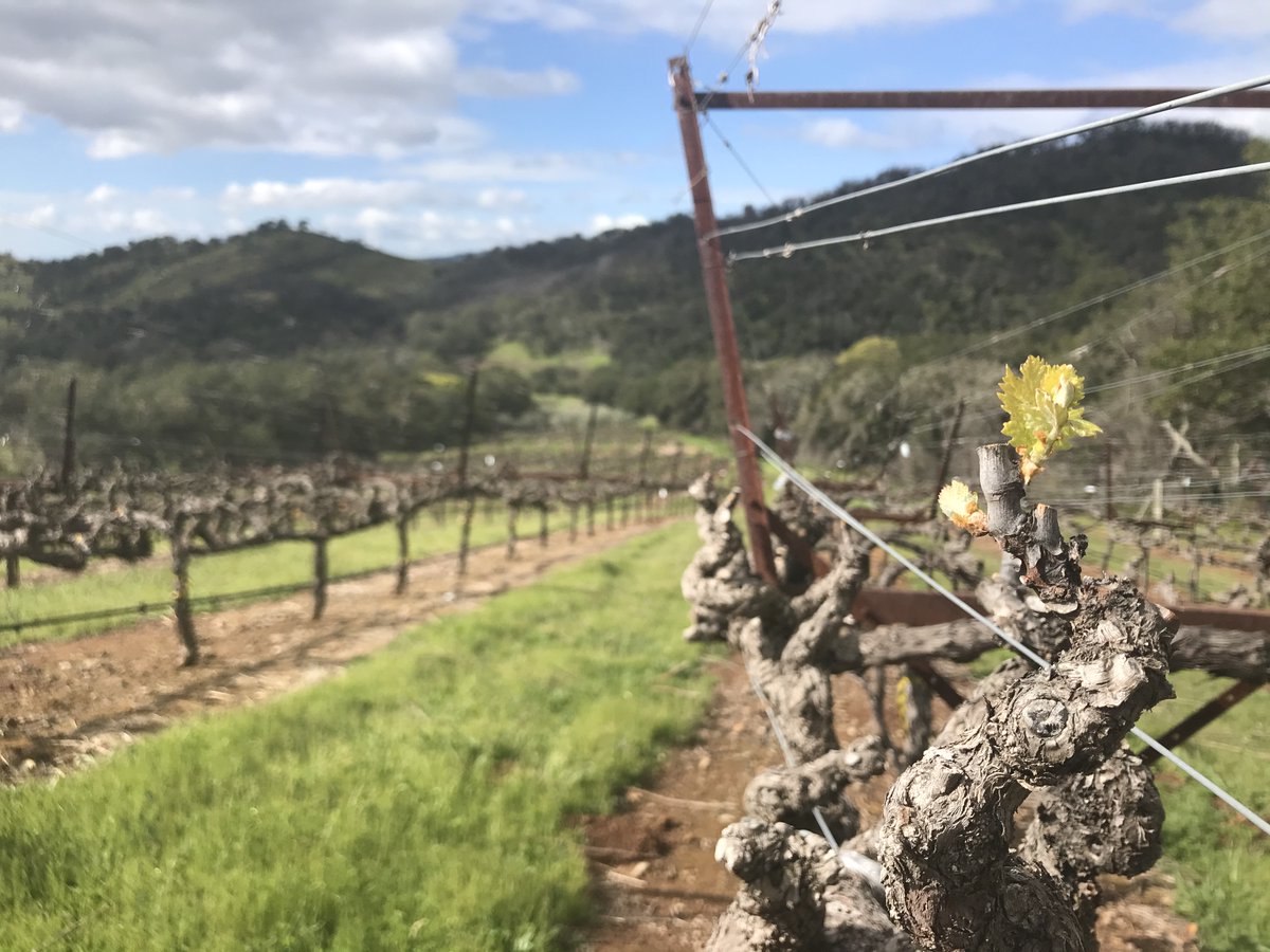 The first buds have appeared on our Sangiovese vines!

Over the course of the growing season, these 28-year-old vines will produce Sangiovese fruit with bright cranberry and rich cherry flavors.

📷: Benjamin Leachman 
#budbreak #vintage2021 #napavalley #napaharvest #Sangiovese