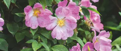ameliapngt's tweet photo. The Rose Labyrinth in the Walled Garden at Coughton Court in Warwickshire, cleverly combines roses and perennials. Here we take a closer look at the plant combinations. https://t.co/mdhxWR5TA8 https://t.co/eEmcewd4tC