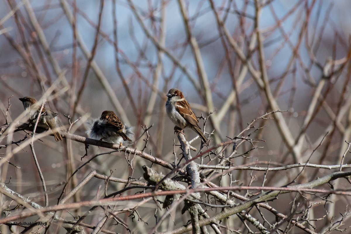 birdingtherapy's tweet photo. House Sparrows in their native range are some of the most underappreciated birds. I have fond childhood memories of feeding them on our balcony. 

#birds #birding #birdvideos #birdingtherapy #birdsofsweden #birdsofskåne #birdsofmalmö #BirdsSeenIn2021 https://t.co/3c83O7mpAM