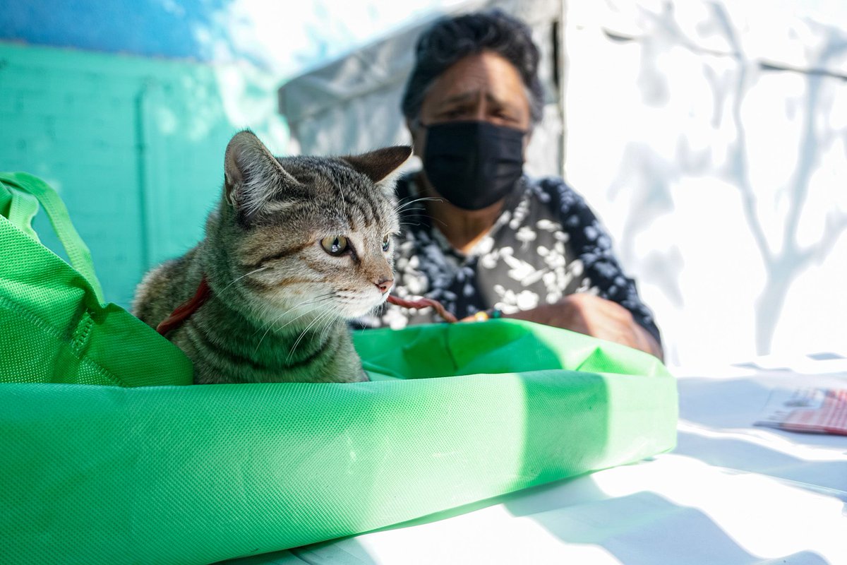 Mexico City launches animal sterilization initiative. #PhotoOfTheDay by <a href="/Garcias_DelMar/">Mar García</a>, Global Press Journal #Mexico. See new photos daily at buff.ly/1ZFRAei.
