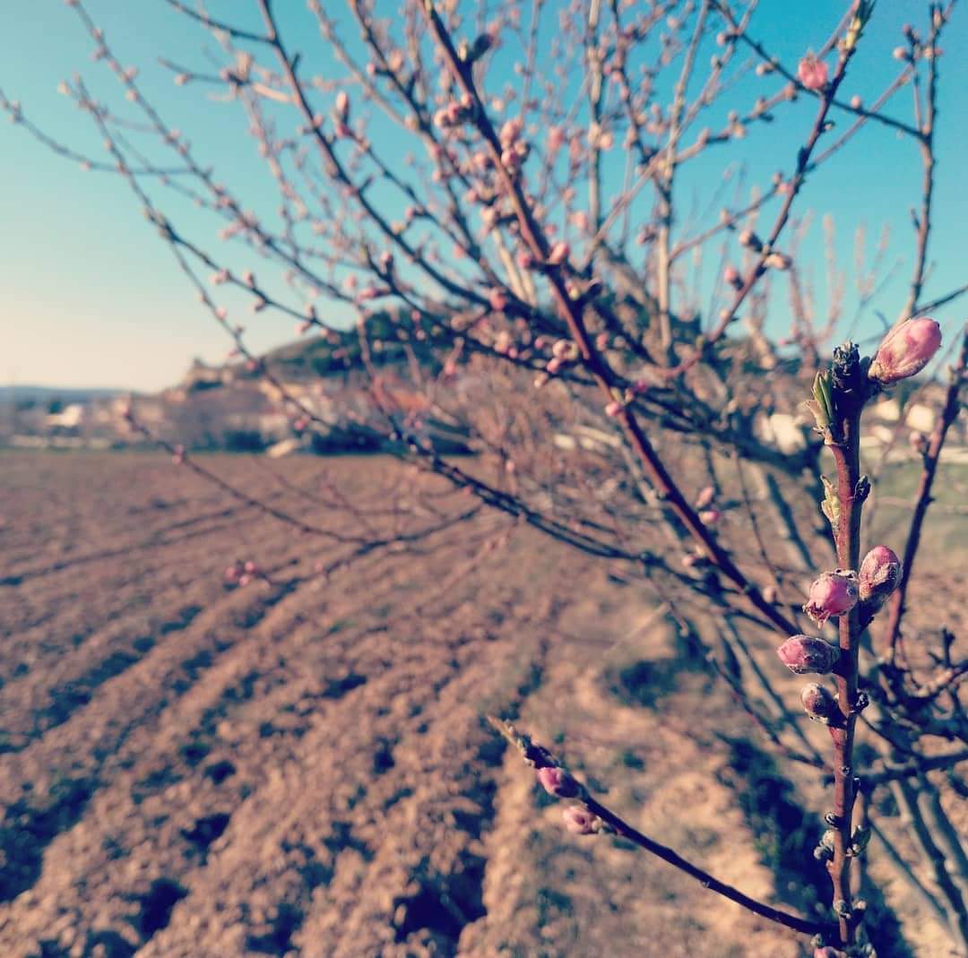 En los frutales d nuestro huerto ecológico, tras las flores d albaricoque llegan las d nectarinas. ¡A ver si resisten las heladas tardías!🤞🏼Porque están buenísimas 😋 #eco #vegano #glutenfree #alergyfree #sabroso #tasty #realfood #ecologico #ecology #vegan tarroverde.es