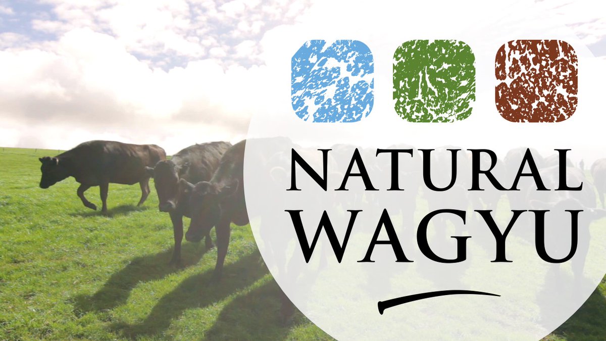 NaturalWagyu's tweet photo. •Do you have forage or grassland available to you this year?
•Are you frightened by current store cattle values?
•Do you need extra funds to stock your farm fully?
We may have an answer….. (1/3) https://t.co/KPItGmvolr