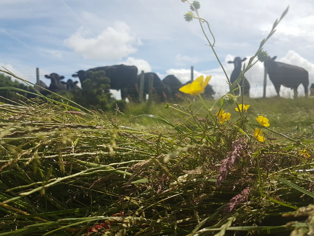 NaturalWagyu's tweet photo. We are currently looking for partners in Pembrokeshire that maybe interested in grazing for this season. For more information, or if you have Wagyu cattle for sale please email: info@naturalwagyu.co.uk (3/3) https://t.co/dLwhBNwC9B