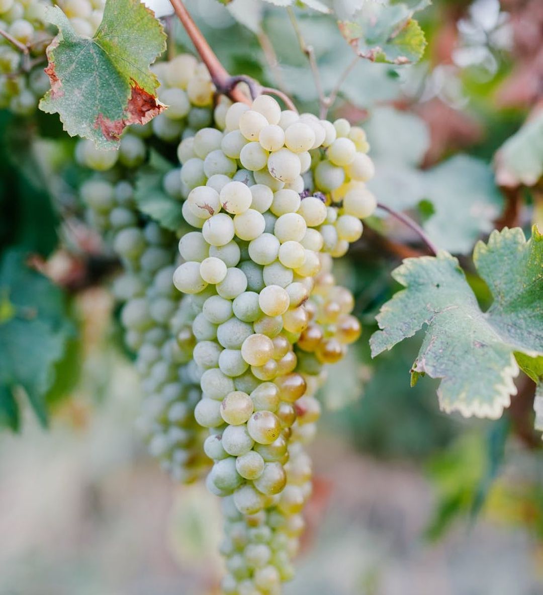 Sauvignon Blanc is rarely blended with other grapes and is responsible for the distinctive characters of Sancerre, Pouilly-Fumé, Reuilly, Menetou-Salon, Quincyand Touraine Blanc. 
📸 : <a href="/vinergie/">Vinergie</a>.duesseldorf