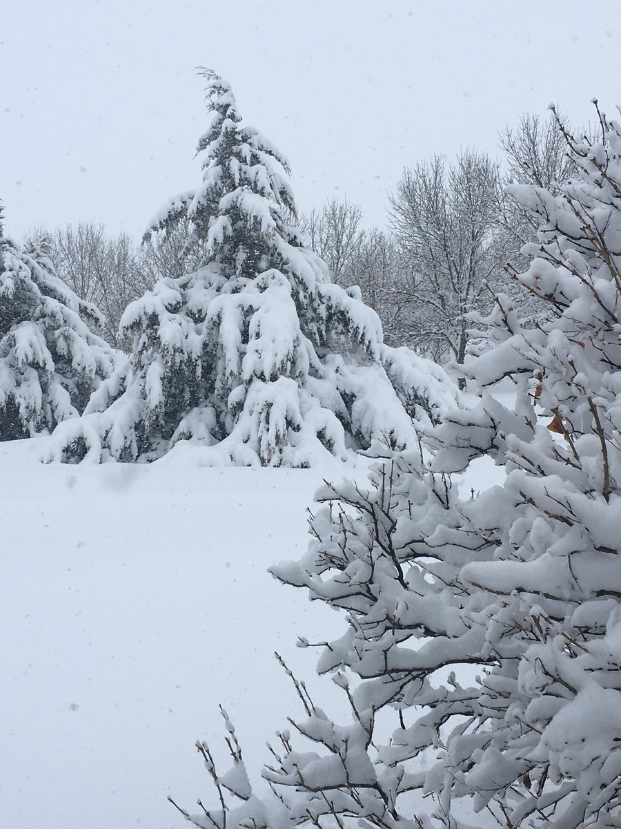 Lxnnalive's tweet photo. My trees look like Ents.
#MarchStorm
#SoDakWinters https://t.co/1JlNw2T9Qo