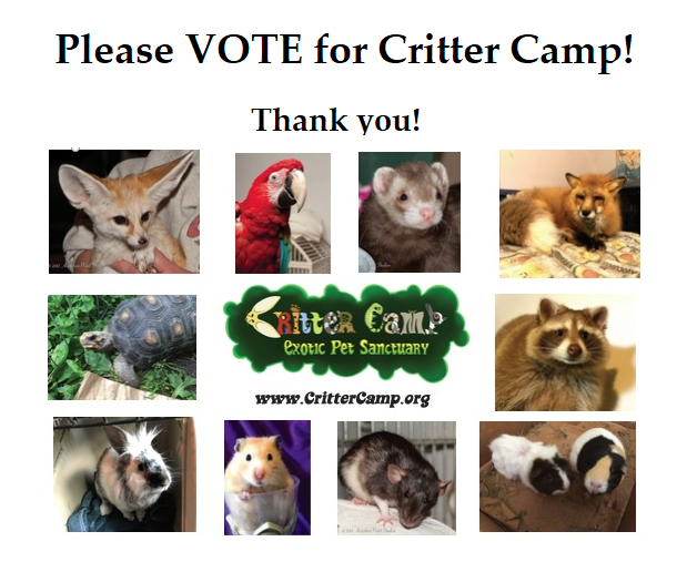 KarmaFerret's tweet photo. TWO Contests to VOTE for Critter Camp 
NEW Contest: https://t.co/oaWSw086lP
AND Today is the Last day of the Shelter Challenge! https://t.co/4mlm3raLXN   Thanks! https://t.co/YfDZ8CGbXz