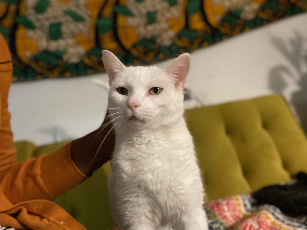 Martha Mae aka Crag Cat is ready to play some #DnD on this fine #Monday night with the Bardy 🐉🐱

She also says to check out bipdnd.com!

#dnd5e #podcast #Monday #TTRPG #PodcastandChill