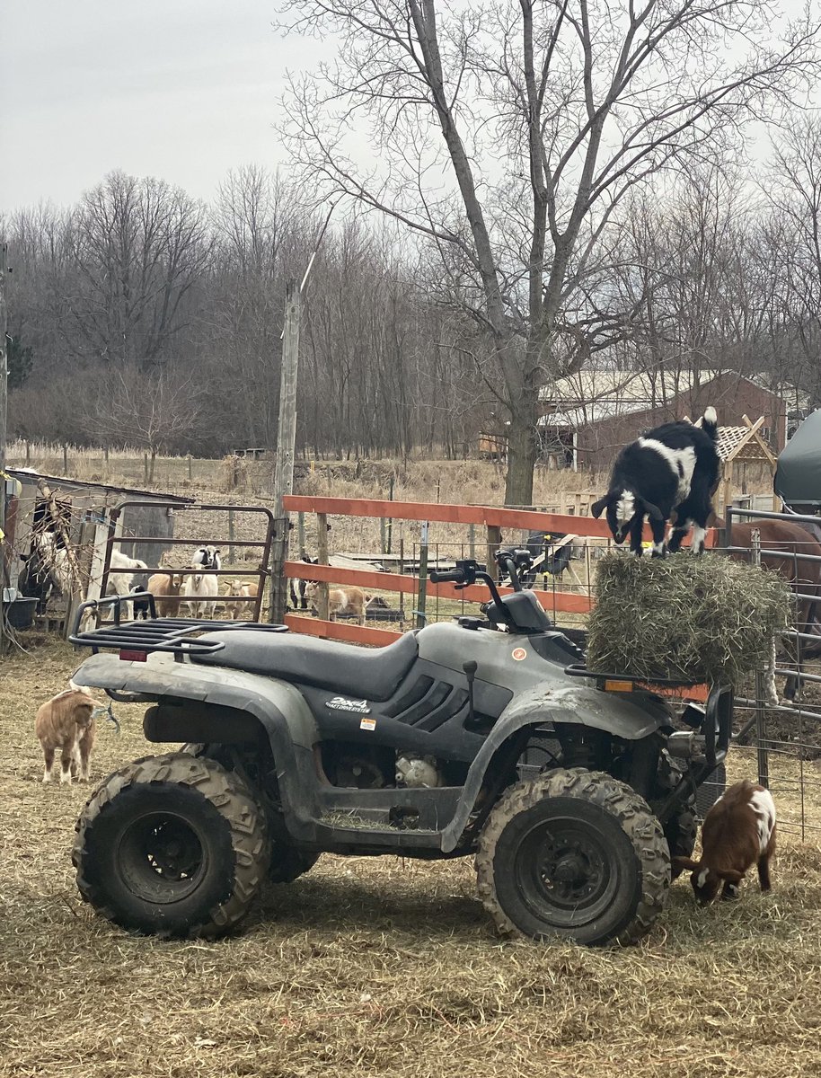 HeatherGreemman's tweet image. No matter where you placed the hay.   They will find it😂 
#sillygoat #funnygoatbabies #goatfamily