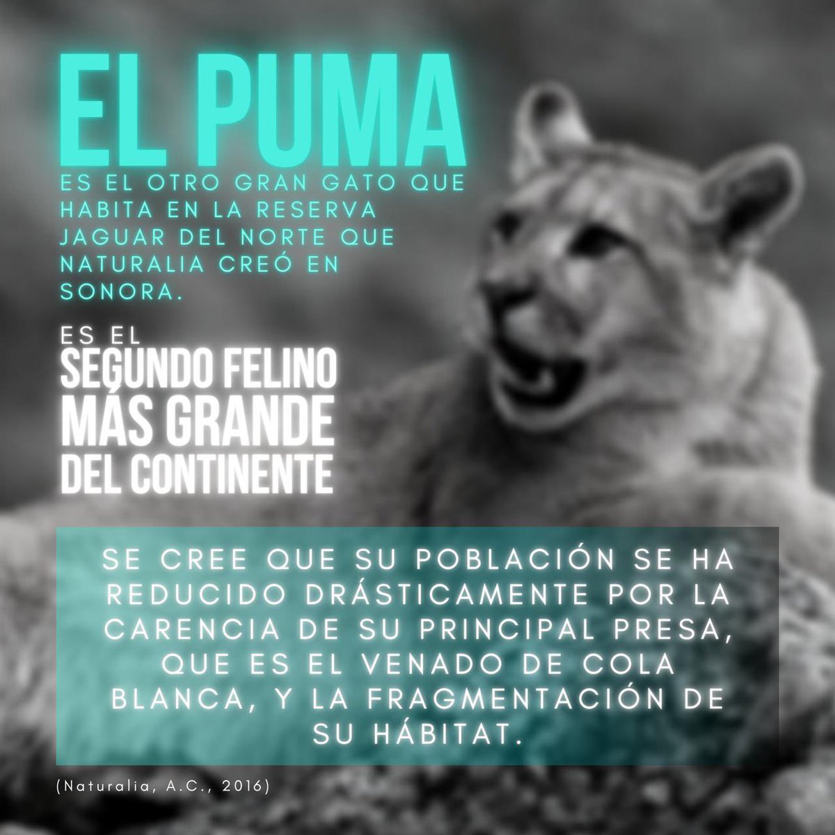 steamex_mx's tweet photo. "INTRODUCIENDO AL PUMA. El puma es otro gran gato que habita en la RERSERVA JAGUAR DEL NORTE que Naturalia creó en Sonora. Son solitarios, territoriales, les gusta andar en sitios abiertos y su principal alimento es el venado.
🖋️Naturalia A.C.
📷 @NatGeo
#STEAMex #oladelnorte https://t.co/8uZWuMww8E
